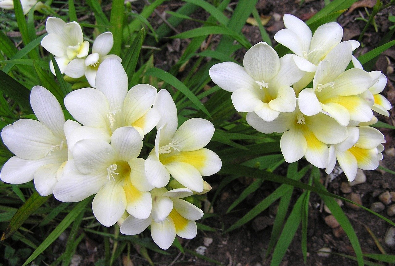 Top 20 gutriechende Pflanzen für Haus & Garten Scent of Charm