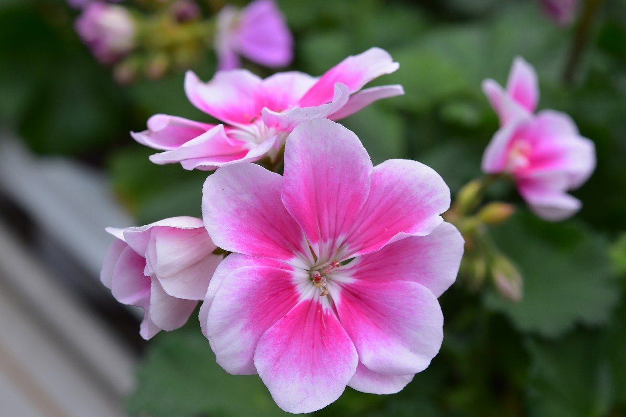 Top 20 gutriechende Pflanzen für Haus & Garten Scent of Charm
