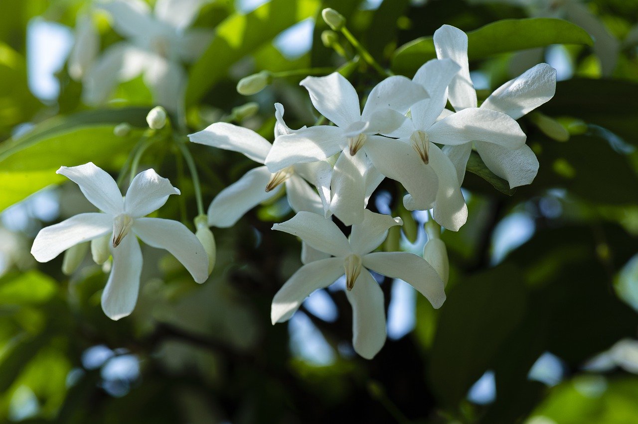 Top 20 gutriechende Pflanzen für Haus & Garten Scent of Charm