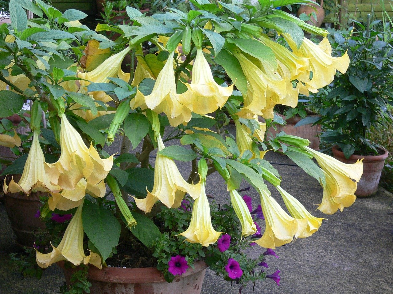 Top 20 gutriechende Pflanzen für Haus & Garten Scent of Charm