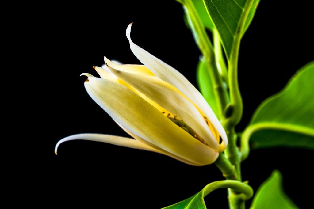 Top 20 GoodSmelling Plants and Flowers Scent of Charm