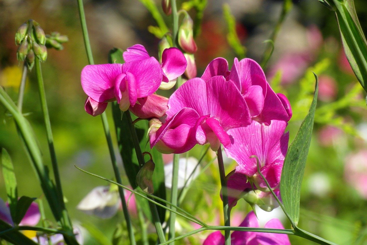 Top 20 gutriechende Pflanzen für Haus & Garten Scent of Charm